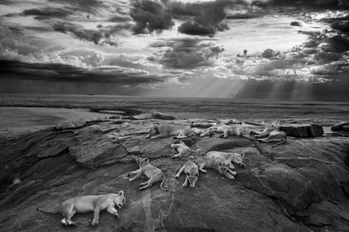 Sleeping Lions